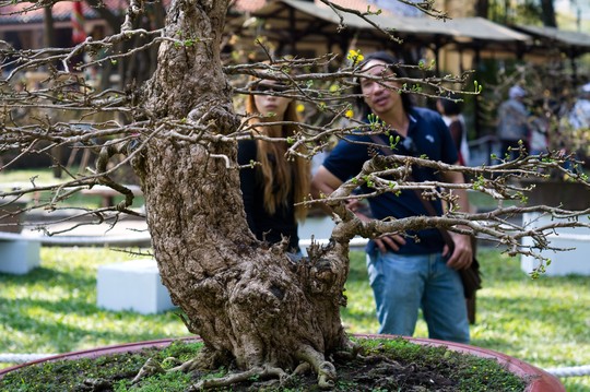 Ai đến khu trưng bày mai vàng cũng đều tìm đến ngắm cây mai 2,5 tỷ đồng này.