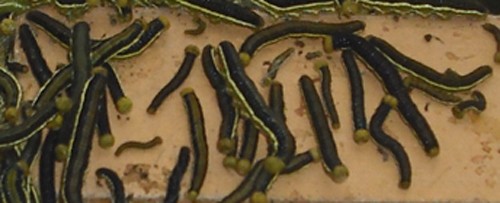 Sâu xanh dài từ 3-5cm