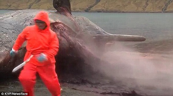 Xác cá voi 15 tấn trực chờ nổ tung trên bờ biển Pháp 5