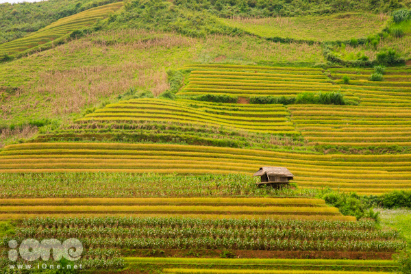 Giữa núi rừng mùa thu, từng cung ruộng bậc thang uốn lượn như một bức tranh thiên nhiên đẹp đến nao lòng.