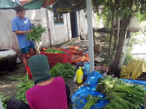 Rau ruộng trộn VietGAP