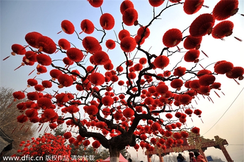 Đèn lồng đỏ A tree is decorated with red lanterns in Beijings Ditan Park, in preparation for the annual Spring Festival celebrations at the park, on Jan 23, 2014. [Photo/icpress.cn]