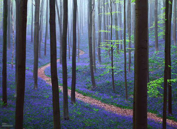 Đường mòn giữa rừng hoa chuông xanh ở Bỉ.