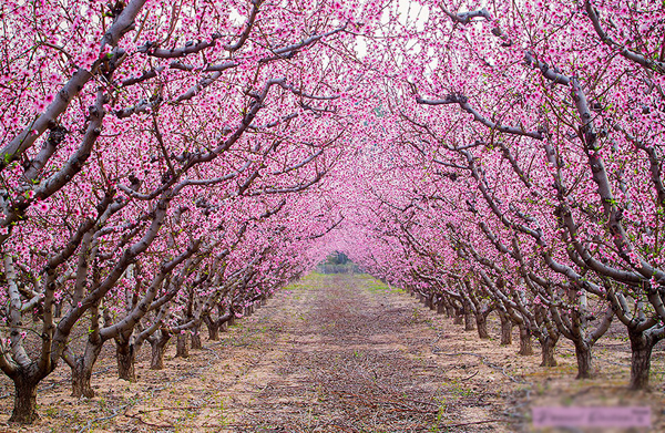 Những con đường hoa anh đào rực rỡ là đặc trưng của nước Nhật vào tầm tháng 3-4 hằng năm.