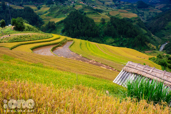 Nhiều thửa ruộng tại La Pán Tẩn, Chế Cu Nha, Tú Lệ đã đến vụ thu hoạch.