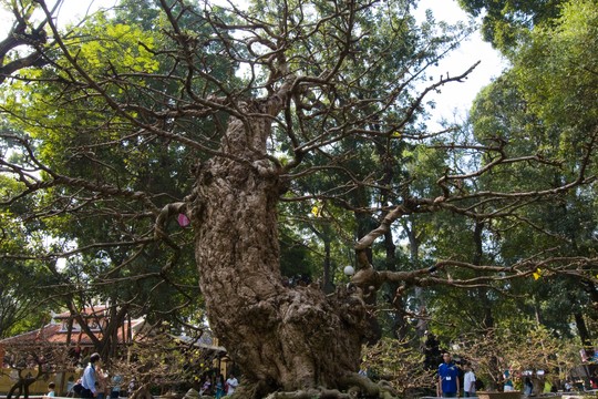 Nhiều nghệ nhân đánh giá đây là cây mai độc nhất, ở Việt Nam không có cây thứ hai.