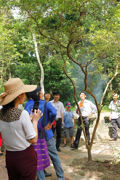 khả năng cây ổi rung rinh lá khi được gãi nhẹ lên thân cây khiến nhiều người thích thú