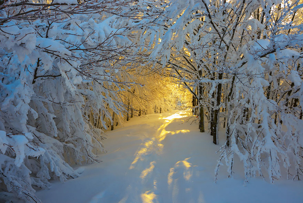 Cảnh mặt trời mọc vào mùa đông ở vườn quốc gia Campigna, Italy.