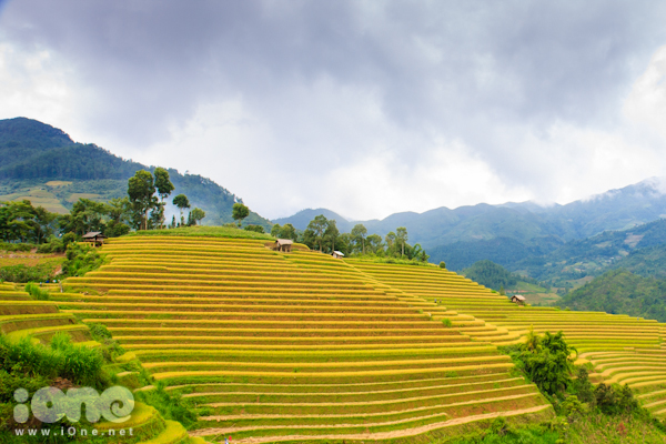 Khắp huyện Mù Cang Chài, nhìn đâu cũng thấy những thửa ruộng bậc thang với lúa chín vàng óng.