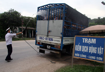 Kiểm soát chặt lượng gia cầm nhập khẩu từ biên giới để phòng chống dịch. Ảnh: TM
