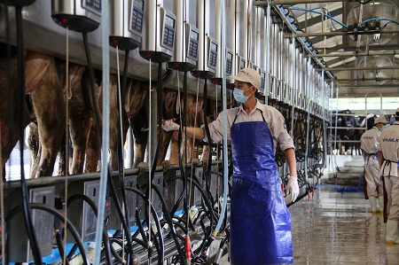Hệ thống vắt sữa tự động hiện đại tại Trang trại bò sữa Vinamilk Nghệ An.