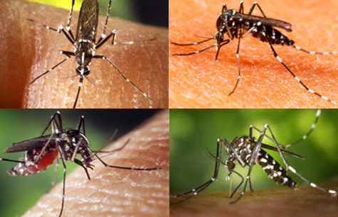 Muỗi vằn Aedes Aegypti gây bệnh sốt xuất huyết
