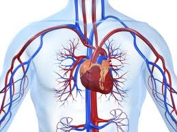 Bệnh tim mạch đang là vấn đề sức khỏe đáng quan ngại hàng đầu hiện nay.