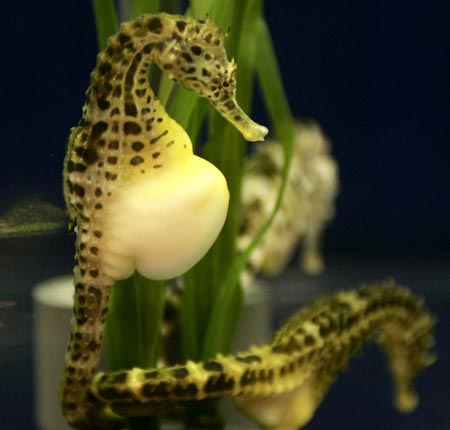 Cá ngựa