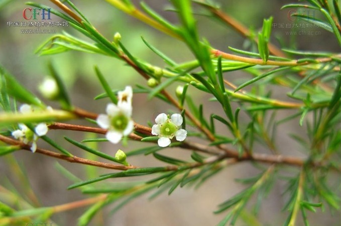 Cây chổi xuể