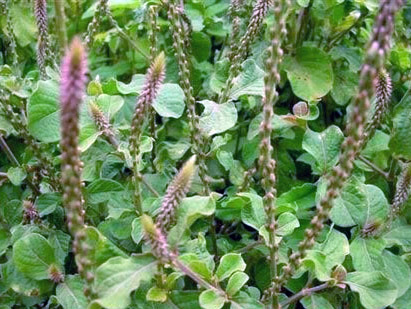 Ngưu tất Ngưu tất