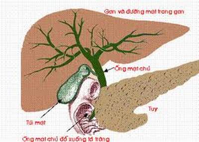 Sơ đồ hệ thống đường dẫn mật.