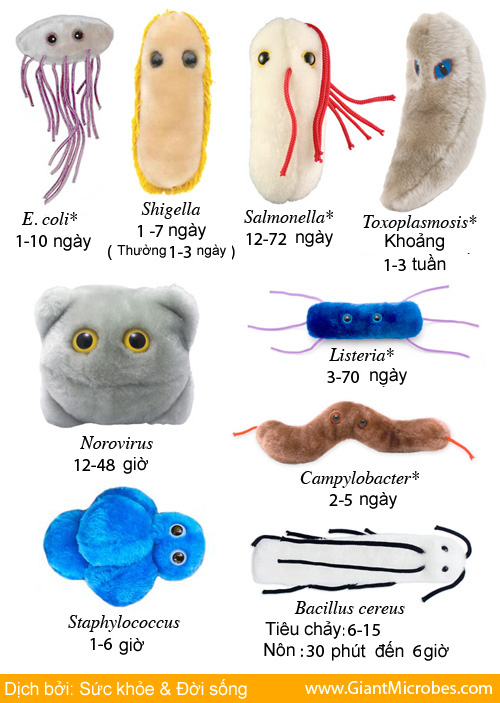 Các loại vi khuẩn gây ngộ độc thực phẩm và thời gian phát bệnh.