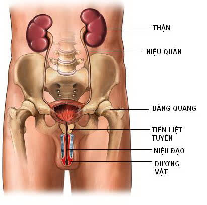 Sơ đồ cấu tạo hệ tiết niệu nam Sơ đồ cấu tạo hệ tiết niệu nam