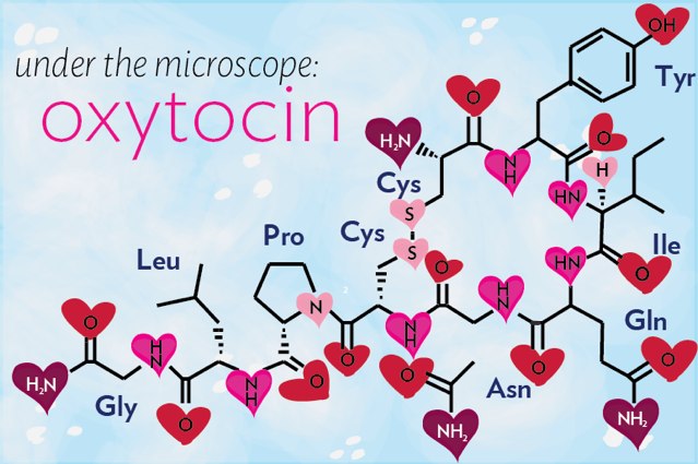 Nồng độ oxytocin tăng rất cao trong cực khoái làm tăng sự gắn bó giữa đôi bạn tình