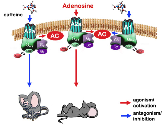 Tác dụng của chất caffeine làm cho chuột tỉnh (trái) và tác dụng của chất adenosine làm cho chuột ngủ (phải)