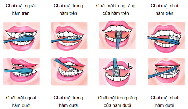 Chải răng đúng cách: chải thứ tự mặt ngoài, mặt nhai và mặt trong răng