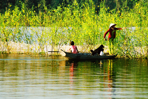 Hái bông điên điển.