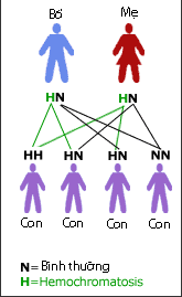 
	Sơ đồ gen di truyền bệnh quá tải sắt.