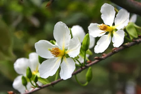 hoa mai trắng chữa bệnh