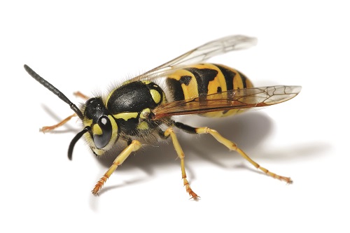 Ong đốt: Không chỉ là loài côn trùng nguy hiểm, những chú ong còn đem lại tinh hoa thiên nhiên cho con người. Cùng xem hình ảnh trải nghiệm về sự tinh tế của ong trong việc xây dựng tổ và sản xuất mật ong thơm ngon.
