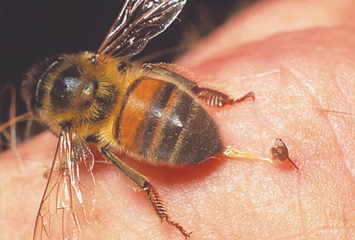 Ong đốt: Bạn có muốn ngắm nhìn một loài côn trùng rất độc đáo - ong đốt - với sắc màu nổi bật và đôi cánh xoe rộng? Hãy xem bức ảnh này để khám phá sự độc đáo của ong đốt và cách chúng kiếm sống qua hoạt động hút mật đặc biệt.