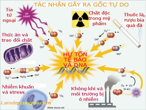 Các tác nhân gây ra gốc tự do.