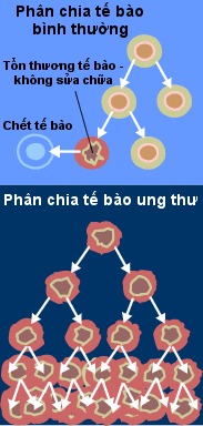 Hình vẽ thể hiện sự phân chia ồ ạt của tế bào ung thư. Ảnh: wikipedia.
