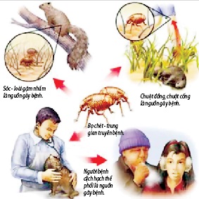 Dịch hạch lây qua đường nào? - Tìm hiểu chi tiết các con đường lây truyền