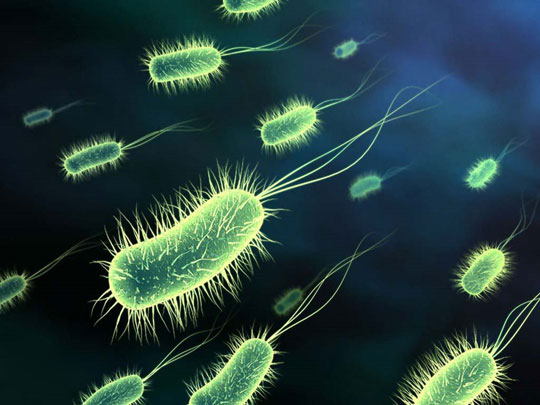 Vi khuẩn E.coli gây tiêu chảy.