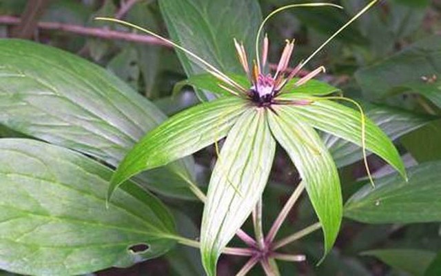 Thông tin chi tiết về cây Thất Diệp Nhất Chi Hoa (cây 7 lá 1 hoa)