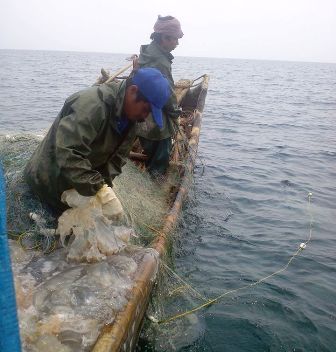 Nghề đi đánh bắt sứa trên biển của ngư dân xã Hoằng Trường, huyện Hoằng Hóa, Thanh Hóa