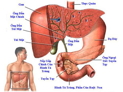 Nguồn ảnh: yhoccongdong.com