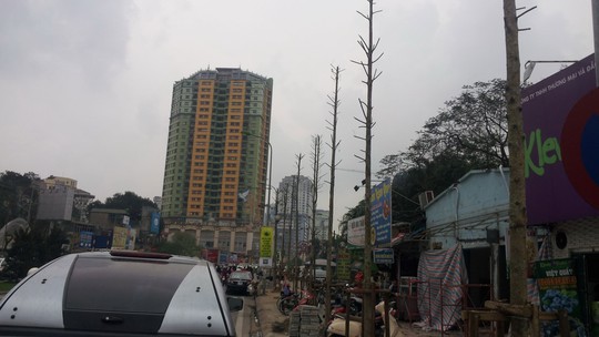 Các chuyên gia nhận định cây đang được trồng ở đường Nguyễn Chí Thanh (Hà Nội) như trong ảnh là không phù hợp Các chuyên gia nhận định cây đang được trồng ở đường Nguyễn Chí Thanh (Hà Nội) như trong ảnh là không phù hợp