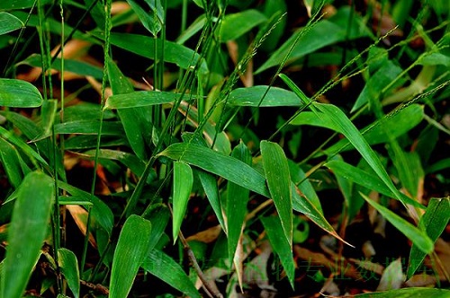 Tên đạm trúc diệp đôi khi còn dùng để chỉ lá một loại tre Phyllostachys nigra Munre var. henonis (Mitford) Stapf ex Rendle. Người ta dùng chữa sốt, khát nước, thổ huyết, cảm cúm.