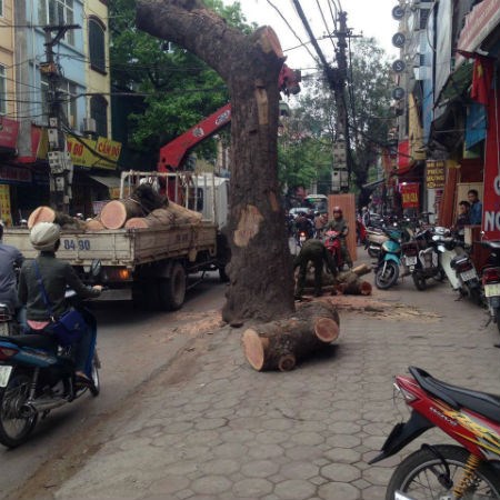 Chủ tịch TP Hà Nội yêu cầu tiếp tục chặt hạ, thay thế cây xanh