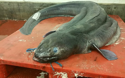 giant-conger-4332-1431656105.jpg