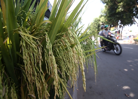 Lúa, ngô, su hào ra phố làm... cảnh Tết