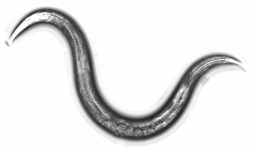n-roundworms-a-20150314-870x51-3303-2535