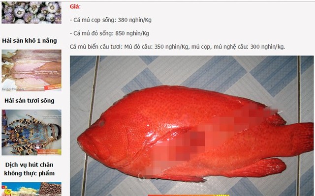 Cá mú đỏ, hải sản tươi sống, đông lạnh, nhà giàu, bổ dưỡng, cá-mú-đỏ, hải-sản-tươi-sống, nhà-giàu, bổ-dưỡng, đông-lạnh, tươi-sống, đặt-hàng Cá mú đỏ, hải sản tươi sống, đông lạnh, nhà giàu, bổ dưỡng, cá-mú-đỏ, hải-sản-tươi-sống, nhà-giàu, bổ-dưỡng, đông-lạnh, tươi-sống, đặt-hàng