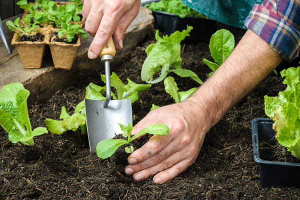 Planting Seedlings