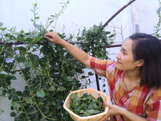 Dân gian thường dùng rau mồng tơi làm rau ăn cho mát và chống táo bónẢnh: Sơn Nhung Dân gian thường dùng rau mồng tơi làm rau ăn cho mát và chống táo bónẢnh: Sơn Nhung