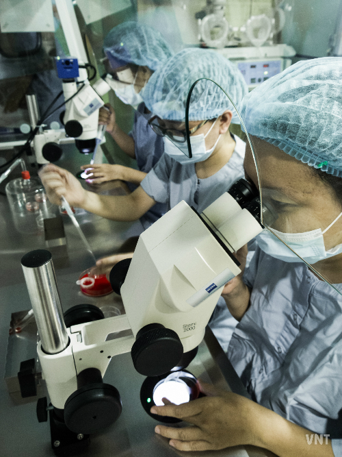 Các chuyên viên phôi học đang phân lập trứng non từ dịch nang. Nguồn: IVFMD