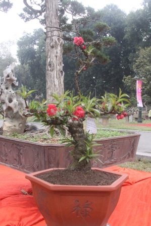 siêu cây, đào tiến vua, cây khủng, triển lãm...