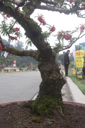 siêu cây, đào tiến vua, cây khủng, triển lãm...